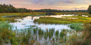 169398TorfowiskaUW-300x150