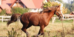 koń-1-300x150