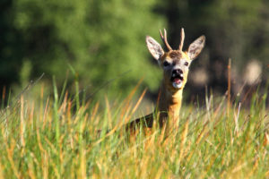 slowinski-park-narodowy-43
