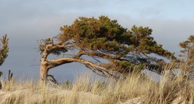 Nadmorski Park Krjobrazowy - Nadmorska sosna fot Jarosław Sitkowski Nadleśnictwo Choczewo